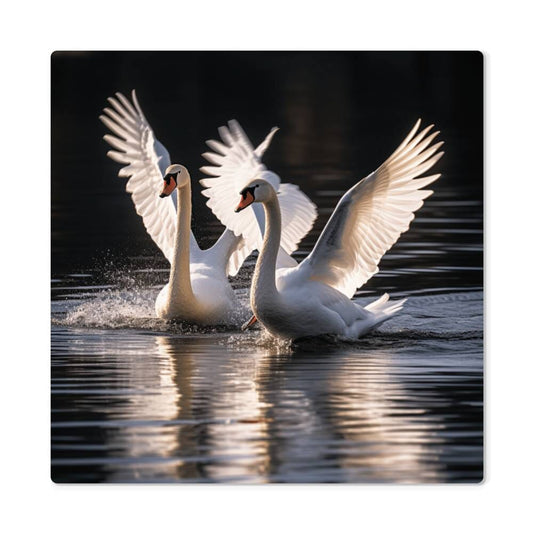 Birds - White Swans - High Gloss Metal Art Prints - The Shoppers Outlet